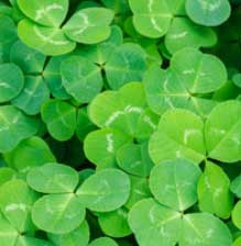 A lóhere szerencsét hoz